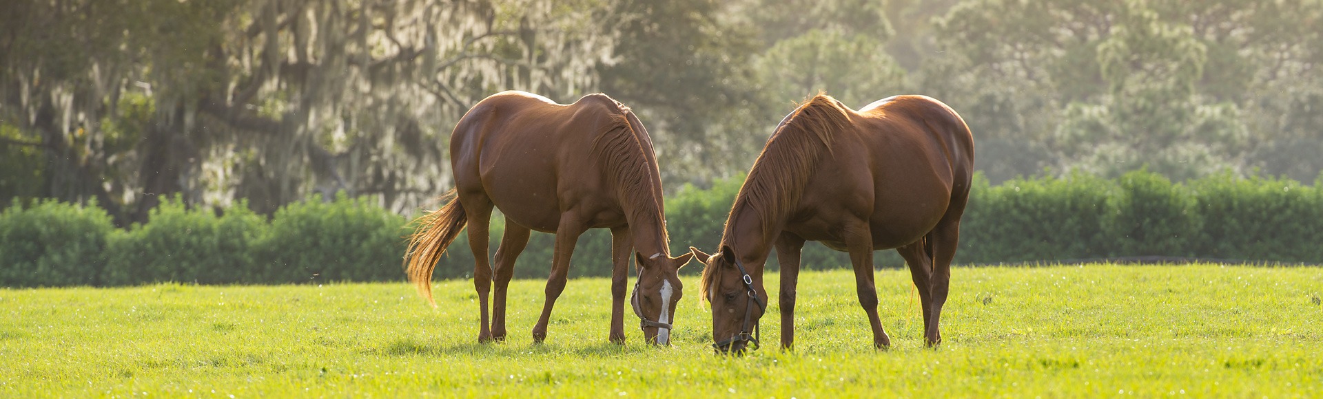 Horses grazing in a field in Sorrento Florida